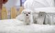 Maltese Puppies for sale in Hendersonville, NC, USA. price: NA