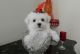 Maltese Puppies for sale in East Los Angeles, CA, USA. price: $450