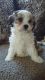 Maltese Puppies for sale in Agua Dulce, TX 78330, USA. price: NA