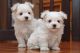 Maltese Puppies for sale in Agua Dulce, TX 78330, USA. price: NA