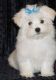 Maltese Puppies for sale in Anaheim, CA, USA. price: $250