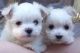Maltese Puppies for sale in Corona, CA, USA. price: NA