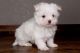 Maltese Puppies for sale in Elizabeth, NJ, USA. price: NA