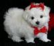 Maltese Puppies for sale in Erie, PA, USA. price: NA