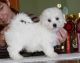 Maltese Puppies for sale in Columbus, GA, USA. price: $200