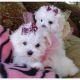 Maltese Puppies for sale in Poplar Ridge, NY 13026, USA. price: NA