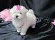 Maltese Puppies for sale in Woodlawn, VA, USA. price: NA