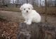Maltese Puppies for sale in Lexington, KY, USA. price: NA
