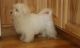 Maltese Puppies for sale in Doddridge, Sulphur Township, AR 71826, USA. price: NA