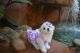 Maltese Puppies for sale in Gillette, WY, USA. price: $700