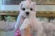 Maltese Puppies for sale in Omaha, NE, USA. price: NA