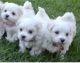 Maltese Puppies for sale in Daly City, CA, USA. price: NA