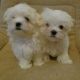 Maltese Puppies for sale in Paterson, NJ, USA. price: NA