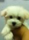 Maltese Puppies for sale in Brownsville, TX, USA. price: NA