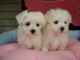 Maltese Puppies for sale in Concord, CA, USA. price: NA