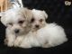 Maltese Puppies for sale in Buea, Cameroon. price: NA