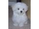 Maltese Puppies for sale in Huntington Beach, CA, USA. price: NA