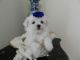 Maltese Puppies for sale in Adairsville, GA 30103, USA. price: NA