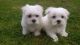 Maltese Puppies for sale in Hollywood, FL, USA. price: NA