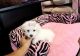 Maltese Puppies for sale in Boise, ID, USA. price: NA