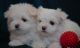 Maltese Puppies for sale in Bana, Cameroon. price: NA