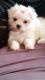 Maltese Puppies for sale in Ortonville, Brandon Twp, MI 48462, USA. price: NA