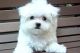 Maltese Puppies for sale in Honolulu, HI, USA. price: NA