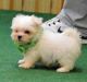 Maltese Puppies for sale in Mobile, AL, USA. price: NA