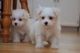Maltese Puppies for sale in Baltimore, MD, USA. price: NA