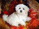 Maltese Puppies for sale in South Bend, IN, USA. price: NA