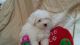 Maltese Puppies for sale in Bradenton, FL, USA. price: NA