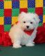 Maltese Puppies for sale in Daly City, CA, USA. price: NA