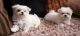 Maltese Puppies for sale in Edinburgh, Edinburgh, UK. price: 250 GBP