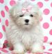Maltese Puppies for sale in Boise, ID, USA. price: NA