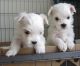 Maltese Puppies for sale in Garden Grove, CA, USA. price: NA