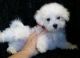 Maltese Puppies for sale in El Cajon, CA, USA. price: NA