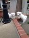 Maltese Puppies for sale in Rutland, VT 05701, USA. price: NA