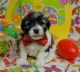 Maltese Puppies for sale in Waco, TX, USA. price: NA