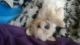 Maltese Puppies for sale in Berkeley, CA, USA. price: NA