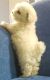Maltese Puppies for sale in Berkeley, CA, USA. price: NA