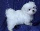 Maltese Puppies for sale in Alstonville NSW 2477, Australia. price: NA