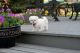 Maltese Puppies for sale in Laramie, WY, USA. price: NA