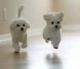 Maltese Puppies for sale in Dover, DE, USA. price: NA