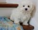 Maltese Puppies for sale in London, UK. price: 250 GBP