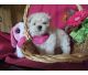Maltese Puppies for sale in Amarillo, TX, USA. price: NA