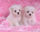 Maltese Puppies for sale in Bay City, OR 97107, USA. price: NA