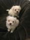 Maltese Puppies for sale in Clearwater, FL, USA. price: NA