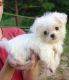 Maltese Puppies for sale in Green Forest, AR 72638, USA. price: NA
