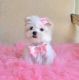 Maltese Puppies for sale in Augusta, ME 04330, USA. price: NA