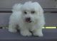Maltese Puppies for sale in Wilmington, NC, USA. price: NA